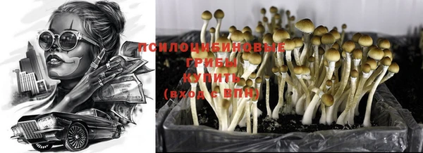 крисы Новозыбков